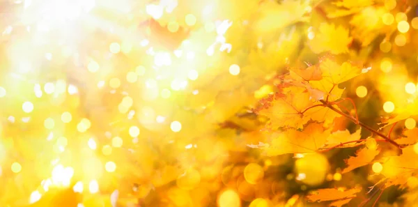秋のオレンジ色の葉が空をかすめ 秋の自然を背景にボケ — ストック写真