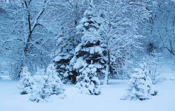 Wonderful Winter Landscape Snowy Trees Blue Sky Cold Frosty Day — Fotografia de Stock