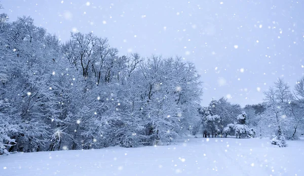 Wonderful Winter Landscape Snowy Trees Blue Sky Cold Frosty Day — Photo