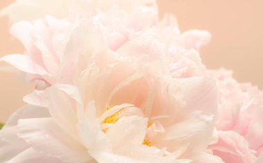 Muhteşem pembe şakayıklar, çiçek açan doğal arka plan, güzel bahar kompozisyonu.