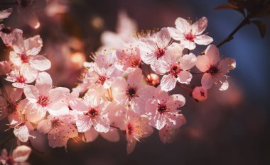 Pembe kiraz çiçeği çiçekleri ve doğal afiş arkaplanlı hoş yumuşak pring kompozisyonu 