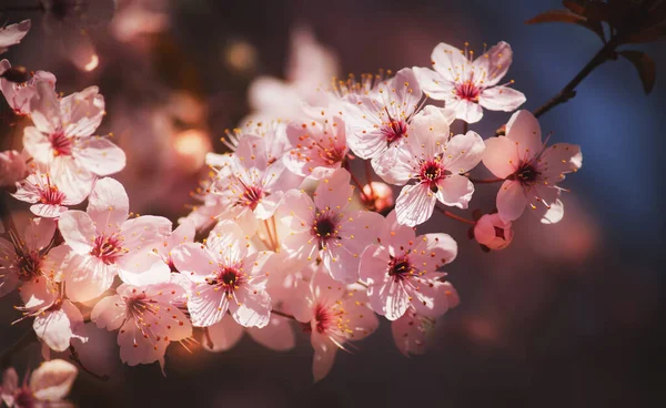 Krásné Jemné Prořezávání Kompozice Růžovými Květy Třešňových Květů Přírodní Prapor — Stock fotografie