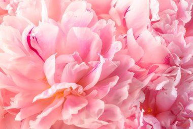 Muhteşem pembe şakayıklar, çiçek açan doğal arka plan, güzel bahar kompozisyonu.