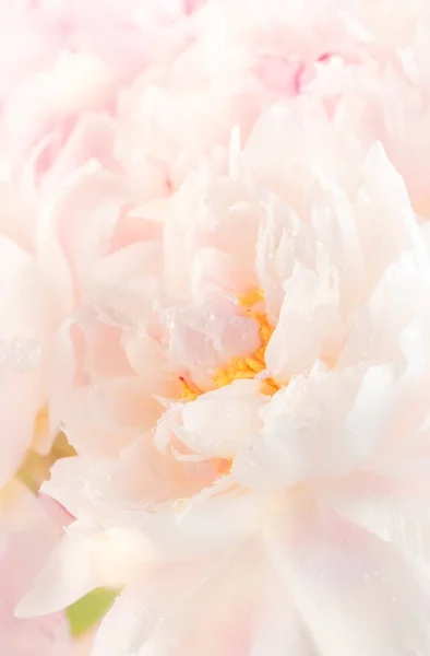 Wspaniałe Delikatne Różowe Piwonie Kwitnące Delikatne Naturalne Tło Piękny Wiosenny — Zdjęcie stockowe