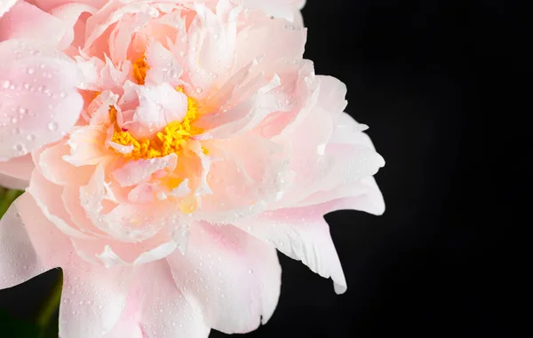 Wunderschöne Zarte Rosa Pfingstrosen Mit Tautropfen Schwarzem Hintergrund Schöne Frühlingskomposition — Stockfoto