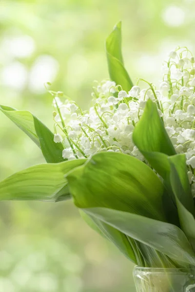 Świeże Lilie Wiosenne Doliny Naturalnym Zielonym Tle Rozmazane — Zdjęcie stockowe