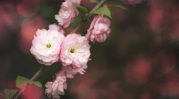 Lovely Tender Pring Composition Pink Blossom Flowers Natural Banner Background — Stock Photo, Image