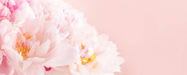 Muhteşem pembe şakayıklar, yumuşak pastel pembe arka plan, güzel bahar kompozisyonu, afiş.