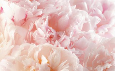 Muhteşem pembe şakayıklar, çiçek açan doğal arka plan, güzel bahar kompozisyonu.