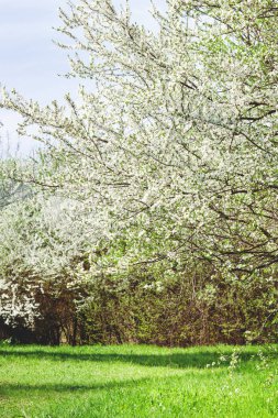 Bahar çiçeği arka planı. Taze beyaz çiçeklerin açtığı güzel doğa manzarası ve güneşli bir günde yeşil çayır. 