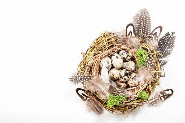 Paskalya bayramında beyaz arka planda bıldırcın yumurtası ve tüyleri vardı. Fotokopi alanı olan pankart. Üst görünüm