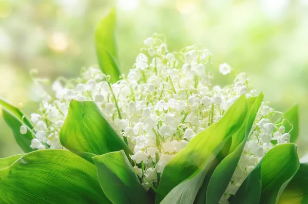 Fresh Spring Lilies Valley Natural Green Blurry Background — Stock Photo, Image