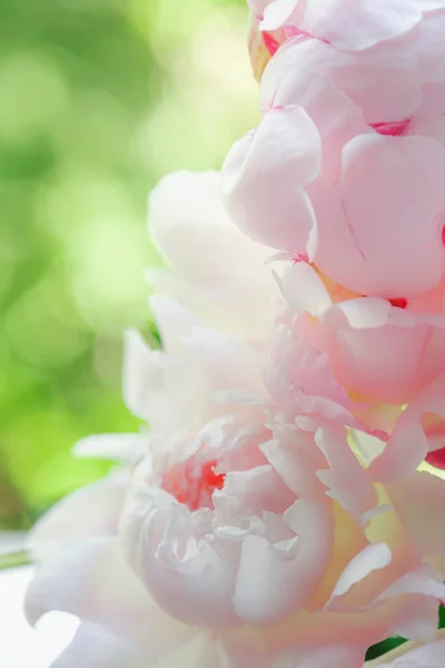 Lindas Peônias Rosa Delicadas Fundo Natural Verde Composição Linda Primavera — Fotografia de Stock