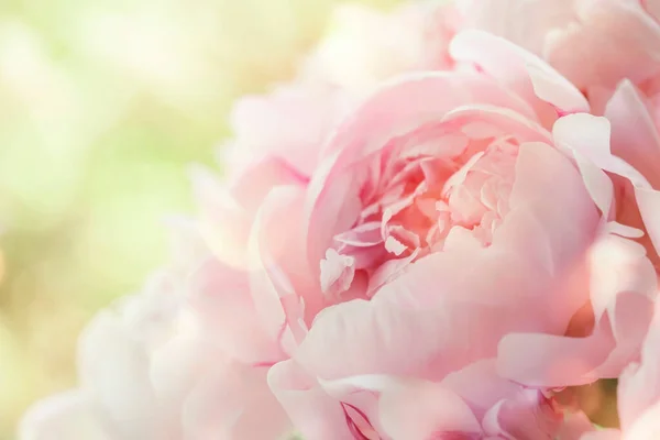 Splendide Peonie Rosa Delicate Sfondo Verde Naturale Bella Composizione Primaverile — Foto Stock