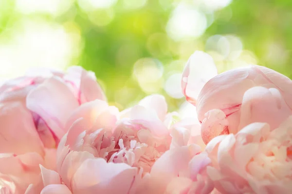 Fastuos Bujori Roz Delicat Fundal Natural Verde Compoziție Frumoasă Primăvară — Fotografie, imagine de stoc
