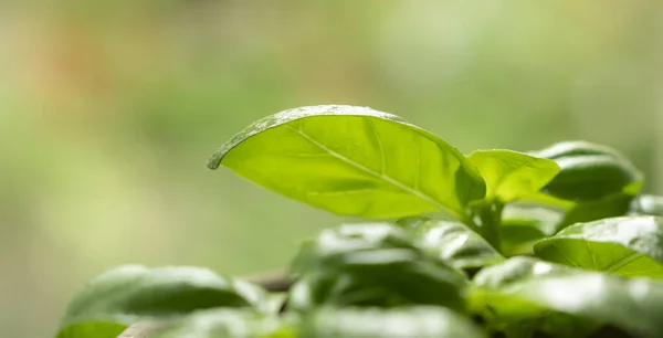 Świeże Zielone Liście Bazylii Zioło Przyprawy Naturalne Zielone Tło Przestrzeń — Zdjęcie stockowe