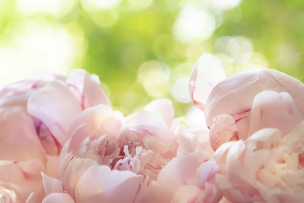 Wunderschöne Zarte Rosa Pfingstrosen Auf Grünem Natürlichem Hintergrund Schöne Frühlingskomposition Stockbild