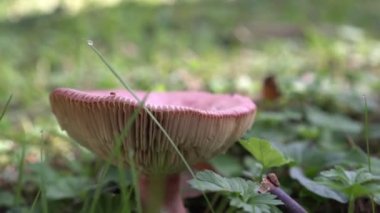 Çimlerde Russula mantarı. Sonbahar ormanı, mantar mevsimi