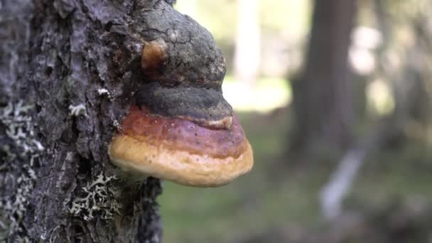 O cogumelo chaga medicinal cresce em um tronco de árvore — Vídeo de Stock