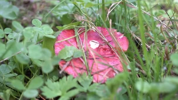 Champiñones en la hierba, de cerca. Bosque de otoño, temporada de setas — Vídeo de stock