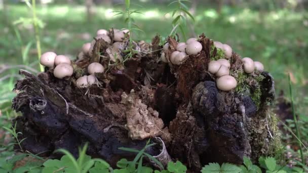 Herbst, Regenmantel Pilze wachsen auf einem alten Baumstumpf im Wald. Pilzsaison — Stockvideo