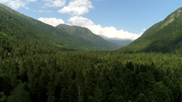 Horský les, letecký výhled. Zelené stromy a hory za slunečného dne — Stock video