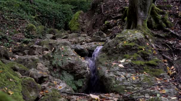 Fjällskogsbäck och ett litet vattenfall i naturen — Stockvideo