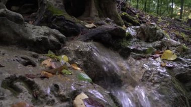 Güzel bir dağ deresi. Ağacın kökleri arasında bir su akıntısı var.