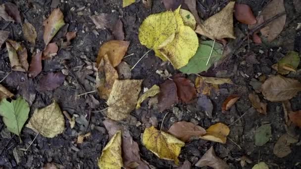 Gelbe Herbstblätter auf dem Boden. Herbst Hintergrund, Blatt Herbst — Stockvideo