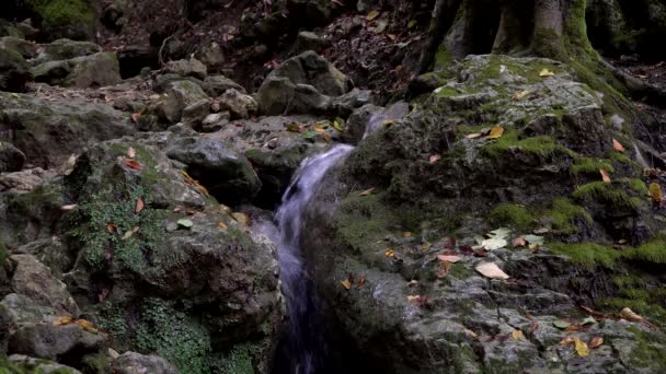 Taşların arasında bir orman deresi akıyor. Sonbahar ormanı, güzel doğal arka plan. — Stok video