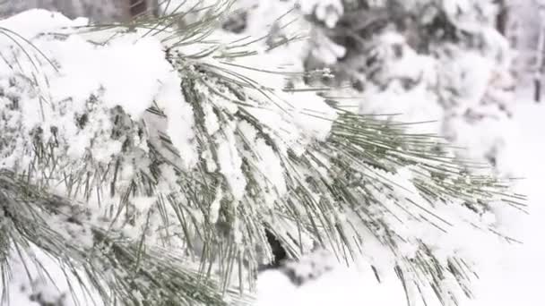 Rama de pino en nieve en invierno. Bosque de invierno, agujas y ramas de abeto con nieve de cerca — Vídeo de stock