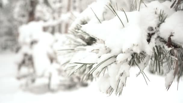 冬天树上的雪。冬季森林或公园，松枝被雪覆盖，特写 — 图库视频影像