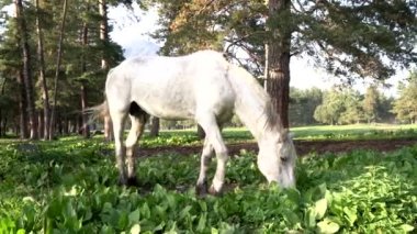 Beyaz bir at yeşil bir alanda özgürce otluyor. Çiftlik ya da at çiftliği.