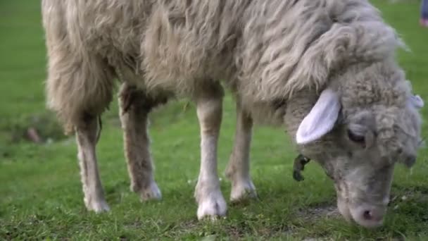 Schapen in de wei. Een groot schaap met dikke wol eet gras op het gazon. Landbouwbedrijf, fokdieren — Stockvideo