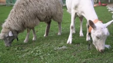 Otlakta koyun ve keçi. Evcil hayvanlar, keçiler ve koyunlar ot yer. Çiftlik, tarım için hayvan yetiştirme.