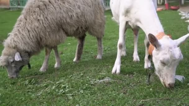 Ovelhas e cabras no pasto. Animais domésticos, cabras e ovelhas comem grama. Exploração, criação de animais para a agricultura — Vídeo de Stock