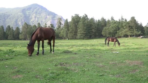 Zwei Pferde grasen auf einer Lichtung in einem Gebirgstal. Bauernhof: Pferde fressen Gras auf der Weide — Stockvideo