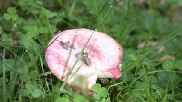 Russula hongo en la hierba en el bosque. Comestible pequeña seta Russula con gorra roja russet en el fondo del bosque de otoño de musgo. Hongos en el entorno natural — Vídeos de Stock