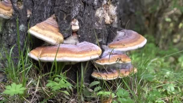 Чага гриб на старом дереве. Исцеляющий гриб чага на старом березовом стволе крупным планом Лицензионные Стоковые Видео