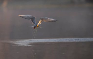 Sabahları nehir kenarında balık avlıyorum.