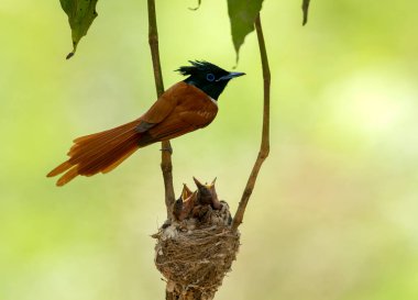 Piliçlerle Asya Cenneti sinekkapanı