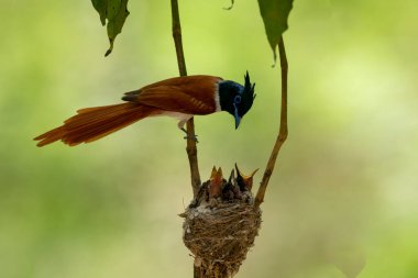 Piliçlerle Asya Cenneti sinekkapanı