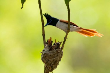 Piliçlerle Asya Cenneti sinekkapanı