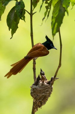 Piliçlerle Asya Cenneti sinekkapanı