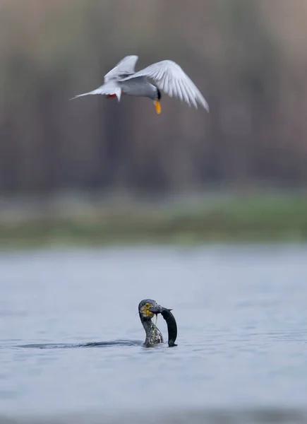 Große Kormoranfischerei See — Stockfoto