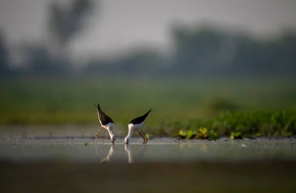 湿地的黑翼倾斜觅食 — 图库照片