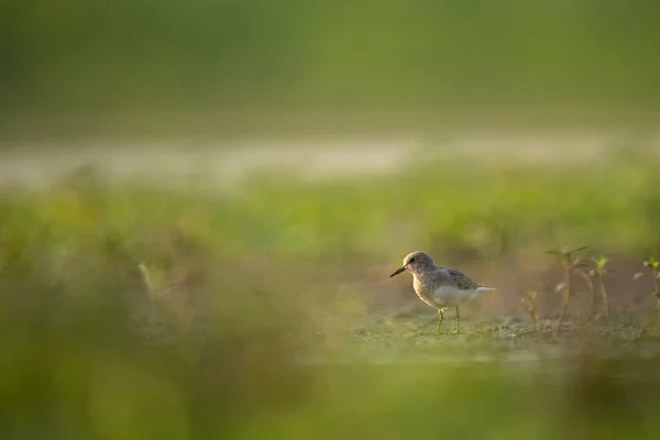 Temmincks Stint Våtmark Morgonen — Stockfoto