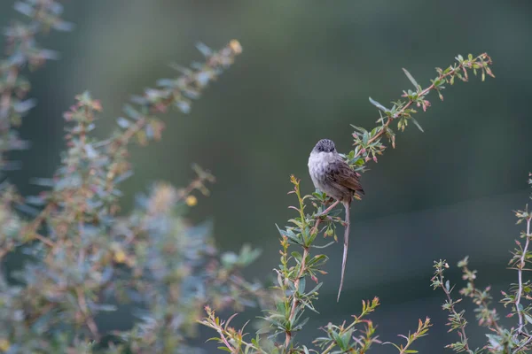 Himalaya Prinia Dans Forêt — Photo