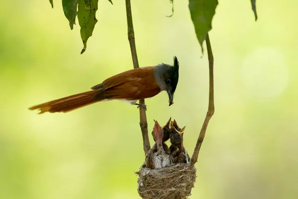 Aziatisch Paradijs Vliegenvanger Voeden Kuikens Nest — Stockfoto