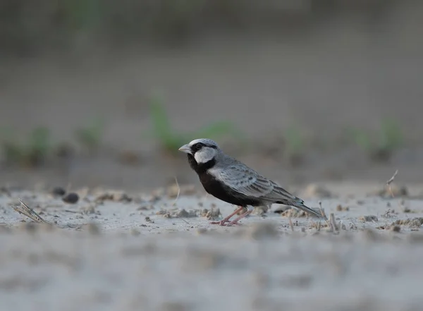 Gorrión Coronado Con Ceniza — Foto de Stock